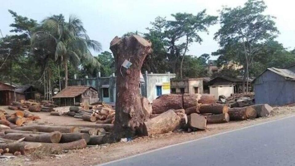 Forest department: ব্যক্তিগত মালিকানায় থাকা গাছ কাটতে গেলেও নিতে হবে  অনুমতি, নির্দেশিকা বনদফতরের - Forest department is going to strict on Tree  cutting in Private property ...