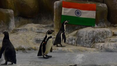 मुंबईत राणीच्या बागेतील पेंग्विन