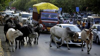 Cow protest in gujarat