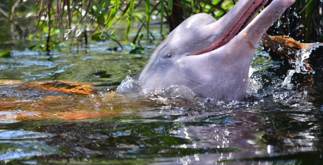 बोलिव्हियन अॅमेझॉनच्या जंगलात रिओ ग्रॅन्डेपासून काही अंतरावर एका जलाशयात दोन डॉल्फिन हे निपचित पडलेले आढळले. त्यांना वाचवण्यासाही बचाव अभियान राबविण्यात आले. ते या जलाशयात कसे आले असतील या बाबत जीवशास्त्रज्ञांनी काही थेअरी स्पष्ट केल्या आहेत.