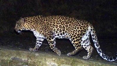 Leopard Attack In Aarey Colony