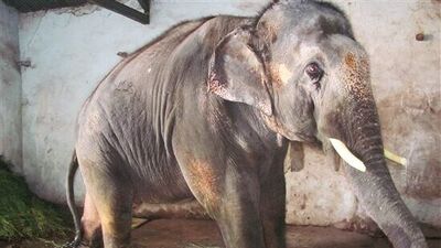 Kolhapur Sundar Elephant