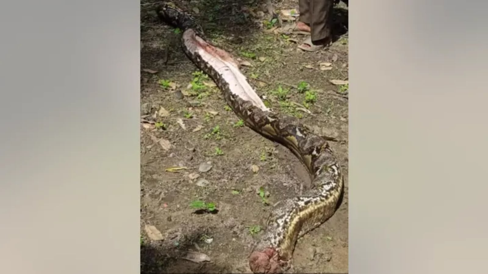 মহিলার দেহ উদ্ধারের পর মৃত অজগর। মহিলার দেহ উদ্ধারের পর মৃত অজগর।