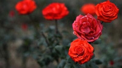 हिवाळा सुरू होताच घरातील बागेत गुलाबाची झाडे लावणे अनेकांना आवडते. वेगवेगळ्या रंगांचे गुलाब बागेचे सौंदर्य वेगळ्या पद्धतीने वाढवतात. त्यासोबतच गुलाबाचा हलकासा वासही अनेकांना सुखावतो. शिवाय घरात गुलाब लावल्याने नशीब आणि समृद्धी वाढत राहते. चला तर पाहूया, वास्तुशास्त्रानुसार घराच्या कोणत्याही भागात गुलाब ठेवल्याने सुख-समृद्धी वाढते.