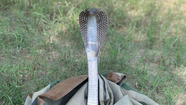 ভারতীয় বিমানের মধ্যে সাপ! ধরা পড়ল অবতরণের পর, তদন্তের নির্দেশ DGCA-র ভারতীয় বিমানের মধ্যে সাপ! ধরা পড়ল অবতরণের পর, তদন্তের নির্দেশ DGCA-র