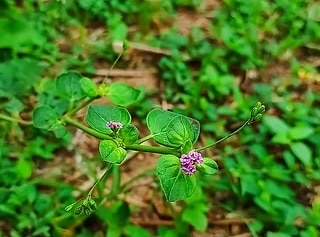 పునర్నవ: పునర్నవ అనే మూలిక రక్తంలో చక్కెర స్థాయిలను తగ్గించడంలో సహాయపడుతుంది. మీకు డయాబెటిస్ ఉన్నట్లయితే, &nbsp;రెండు నుండి ఐదు గ్రాముల పునర్నవ మూలికను ప్రతిరోజూ ఖాళీ కడుపుతో తీసుకోవాలి.