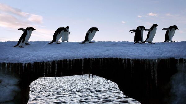 Antarctica species at risk: বিলুপ্ত হতে পারে আন্টার্কটিকার ৬৫ শতাংশ প্রজাতি! সবথেকে বিপদে পেঙ্গুইন: রিপোর্ট