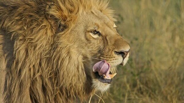 Lion Kills Minor: জঙ্গল থেকে নিঃসাড়ে বেরিয়ে ৪ শিশু শিকার পশুরাজের! গিরে ১৩ সিংহকে পাকড়াও, আতঙ্কের চোরাস্রোত এলাকায়