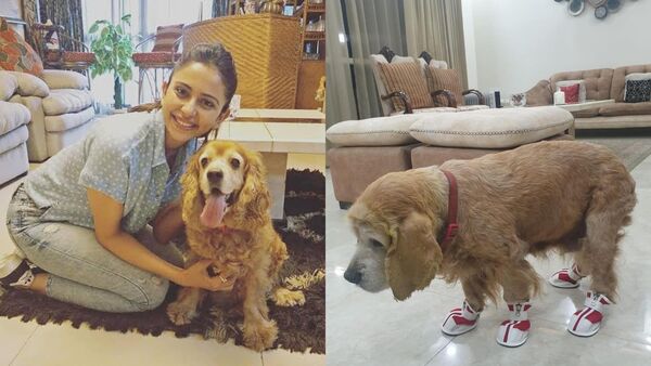 Rakul Preet Singh: ১৬ বছর একসঙ্গে কাটিয়েছেন, প্রিয় পোষ্য় সারমেয় ব্লসমকে হারালেন রাকুলপ্রীত