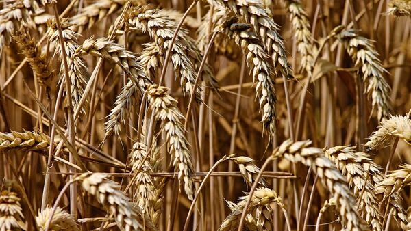 Govt to sell Wheat at Cheap Rate: PMGKAY বন্ধ করলেও সাধারণ মানুষের পকেটে চাপ কমাতে বড় সিদ্ধান্ত কেন্দ্রের