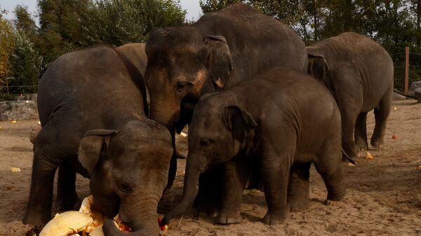 Elephant: জাতীয় সড়কের পাশে গজরাজের দল, জঙ্গলে ফেরাতে ঘাম ঝরালো বনদফতর‌