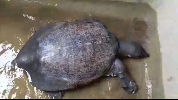 Turtle death: কোচবিহারে আবারও কচ্ছপের মৃত্যু, হাত গুটিয়ে বসে প্রশাসন, উঠছে অভিযোগ