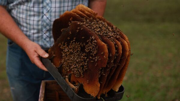 World’s first vaccine for honey bees: ব্যাকটেরিয়ার সংক্রমণ এড়াতে এবার টীকাকরণ মৌমাছিদের, অভিনব পদক্ষেপ আমেরিকার