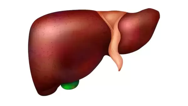 Fatty liver: ফ্যাটি লিভারের সমস্যা বাড়ছে দিনদিন? এই খাবারগুলি ডায়েটে আছে তো