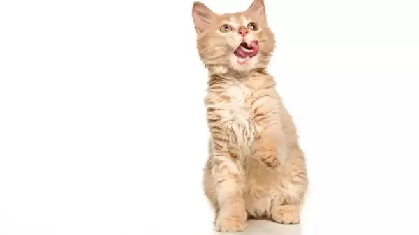 Do cat need baths?: শীতে পোষ্য বিড়ালকে স্নান করাবেন ভাবছেন? এই বিষয়গুলি খেয়াল রাখতে ভুলবেন না