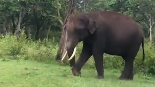 Elephants Attack: বাঁকুড়ায় দাঁতালের তাণ্ডবে মৃত্যু দু’‌জনের, বাড়ি থেকে বের করে পিষে মারায় আতঙ্ক