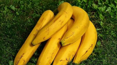 केळी: बहुविध जीवनसत्त्वे आणि पोटॅशियम समृद्ध असलेले हे फळ केसांच्या वाढीस मदत करते. केळी केसांची लवचिकता वाढवते. त्याचबरोबर केसांमध्ये डँड्रफ होण्यापासून वाचवते. केळी नियमित खाल्ल्याने केस गळणे सहज टाळता येते. नवीन केस देखील वाढतात. &nbsp;
