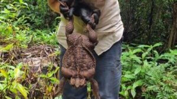 Cane toad found in national park: কুনো ব্যাঙ তো বাড়ির আশেপাশে দেখা যায়, তবে এর ওজন জানলে চোখ কপালে উঠতে বাধ্য