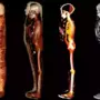 Teen mummy with 49 amulets: কিশোর মমির কঙ্কালে লাগানো ৪৯টি সোনার তাবিজ! আর যা পাওয়া গেল, জানলে অবাকই হবেন
