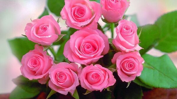 <p>গোলাপি গোলাপ: কারও প্রশংসা করতে চান? তাহলে এই দিনে তাঁর হাতে দিন গোলাপি রঙের গোলাপ। এটি প্রশংসা, মুগ্ধতার প্রতীক। Rose Day-তে উপহার দেওযার জন্য দারুণ রঙের গোলাপ এটি। </p>