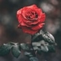 rose_02