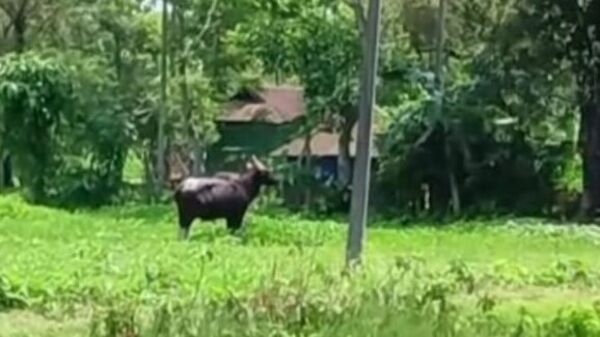 Bison: জঙ্গল থেকে বেরিয়ে এল তিনটি বাইসন, আতঙ্কে বন্ধ আলিপুরদুয়ারের স্কুল