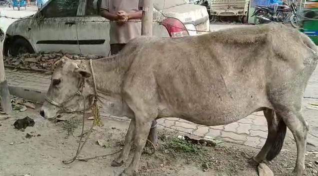 ইনোভা গাড়িতে গরু চুরি, পুলিশের তাড়া খেয়ে ল্যাম্প পোস্টে ধাক্কা, ধরা পড়ল রফিক