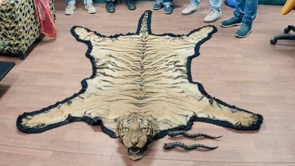 ‌Tiger Skin: রয়্যাল বেঙ্গল টাইগার মেরে বহুমূল্য চামড়া পাচারের ছক, বানচাল করল শুল্ক দফতর