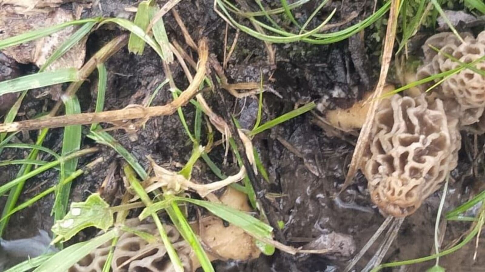 Emo slut dick soradi