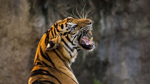 Buxa Tiger Reserve: বাঘের বসবাসের জন্য কতটা উপযুক্ত বক্সা? খতিয়ে দেখবে নীতি নির্ধারক কমিটি