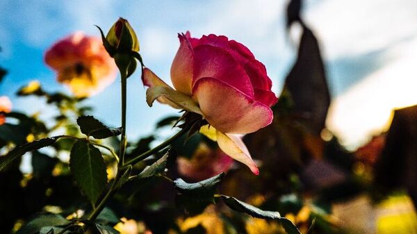 Summer Rose Plant Care: গরমে গোলাপ গাছ শুকিয়ে যাচ্ছে? জেনে নিন এই সময় যে ভুলগুলি একেবারেই করা যাবে না