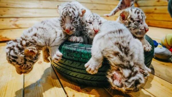 Rare White Bengal tiger: একসঙ্গে ছয় বাচ্চা প্রসব সাদা বেঙ্গল টাইগারের, চলছে কড়া নজরদারি, কেন জানেন