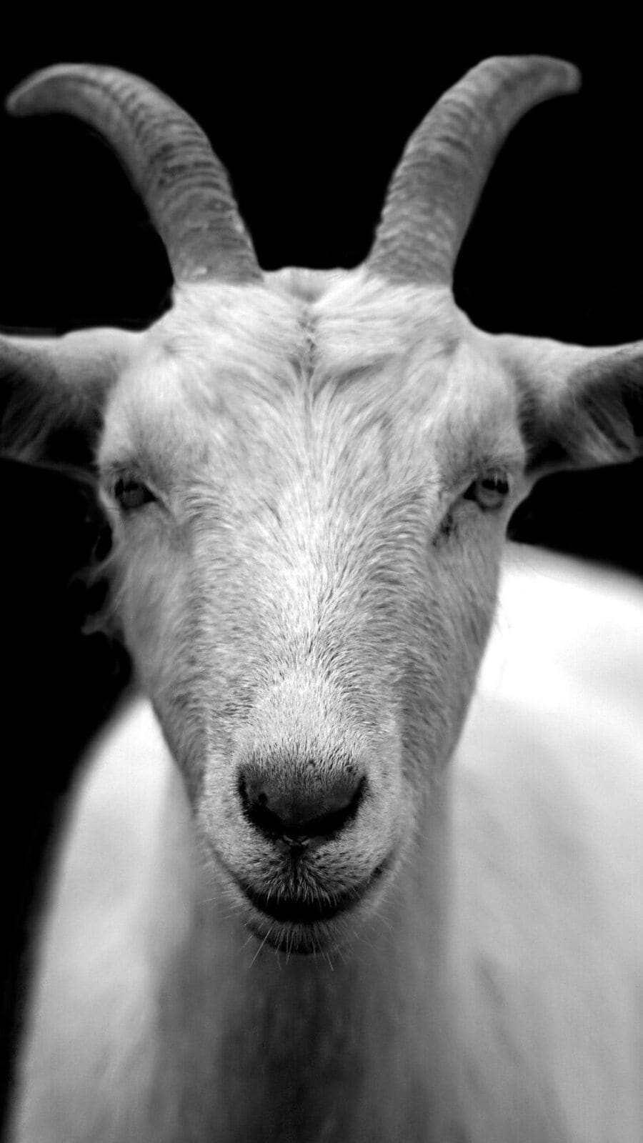 মানুষকে কফি খাওয়া শিখিয়েছিল ছাগল, সেই কাহিনি আজও বলেন গ্রামের লোকজন