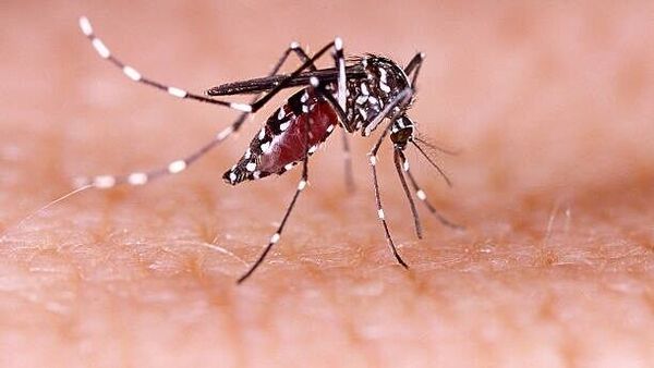 Dengue-Malaria Report: ডেঙ্গু- ম্যালেরিয়ার হাড়হিম করা রিপোর্ট, আক্রান্তের নিরিখে দেশে এক নম্বরে বাংলা, দ্বিতীয় কে?