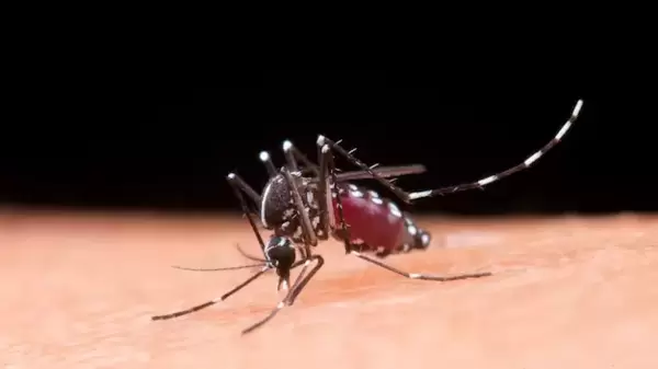 Mosquito bite: আপনাকেই বেশি পছন্দ মশার, তাই কামড়ও খান বেশি! কিন্তু এর পিছনের কারণটা জানেন কি