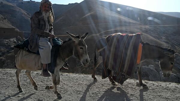 Donkeys in Pakistan: পাকিস্তানে হুহু করে বাড়ছে গাধার সংখ্যা! কী করা হয় এদের? ব্যবসা না অন্য কিছু