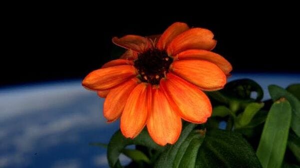 NASA flower grown in space: চমকে ওঠার মতো ছবি, মহাশূন্যে ফুল ফোটালো নাসা! কীভাবে সম্ভব হল