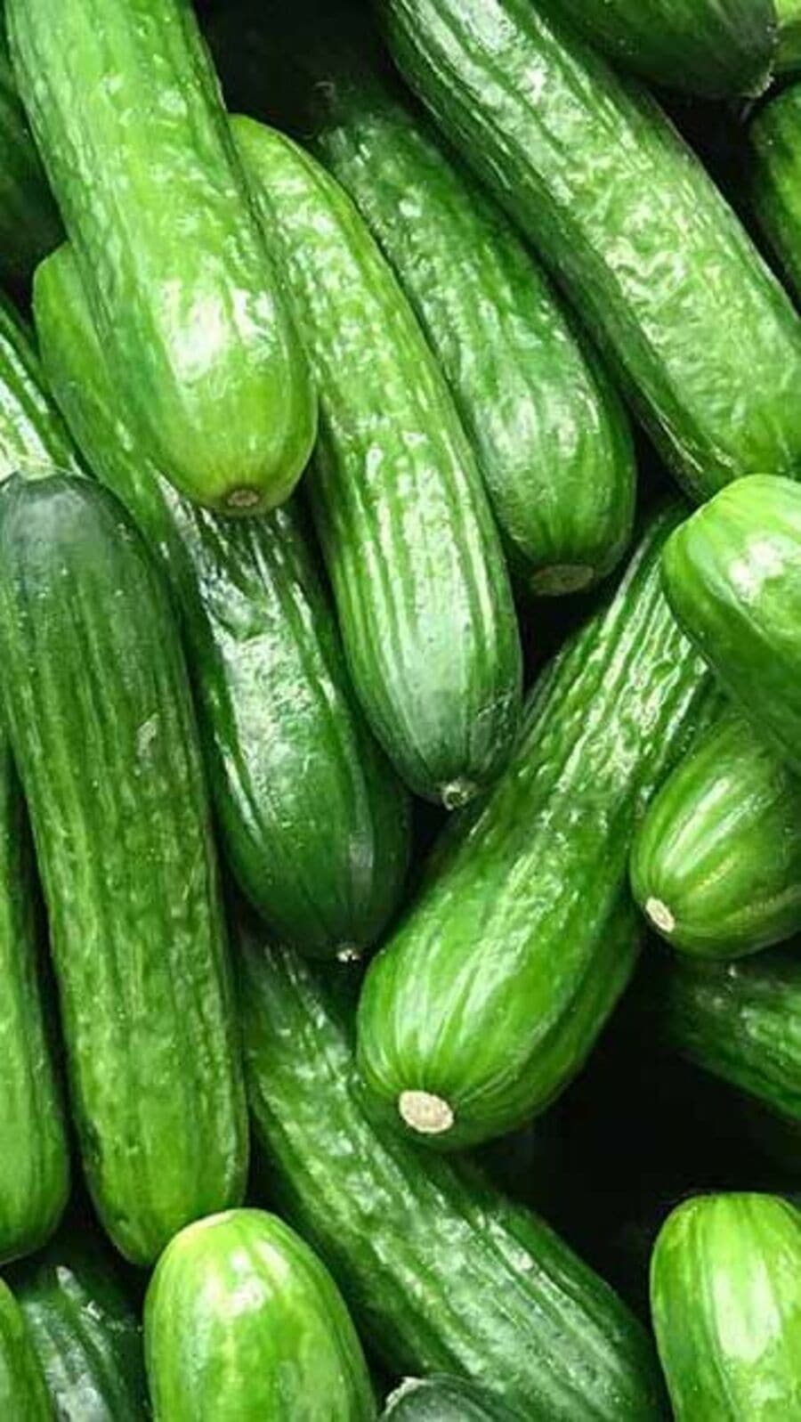 খালি পেটে শসা খাওয়ার রয়েছে বিশেষ উপকারিতা, কী কী জানুন