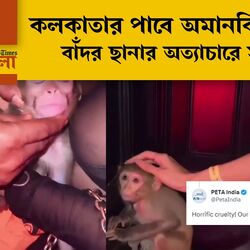 <p>টয়রুম নামক এক নাইট ক্লাবে একটি বাঁদর ছানাকে বেঁধে চলে সার্কাস থিম পার্টি</p> <p>টয়রুম নামক এক নাইট ক্লাবে একটি বাঁদর ছানাকে বেঁধে চলে সার্কাস থিম পার্টি</p>