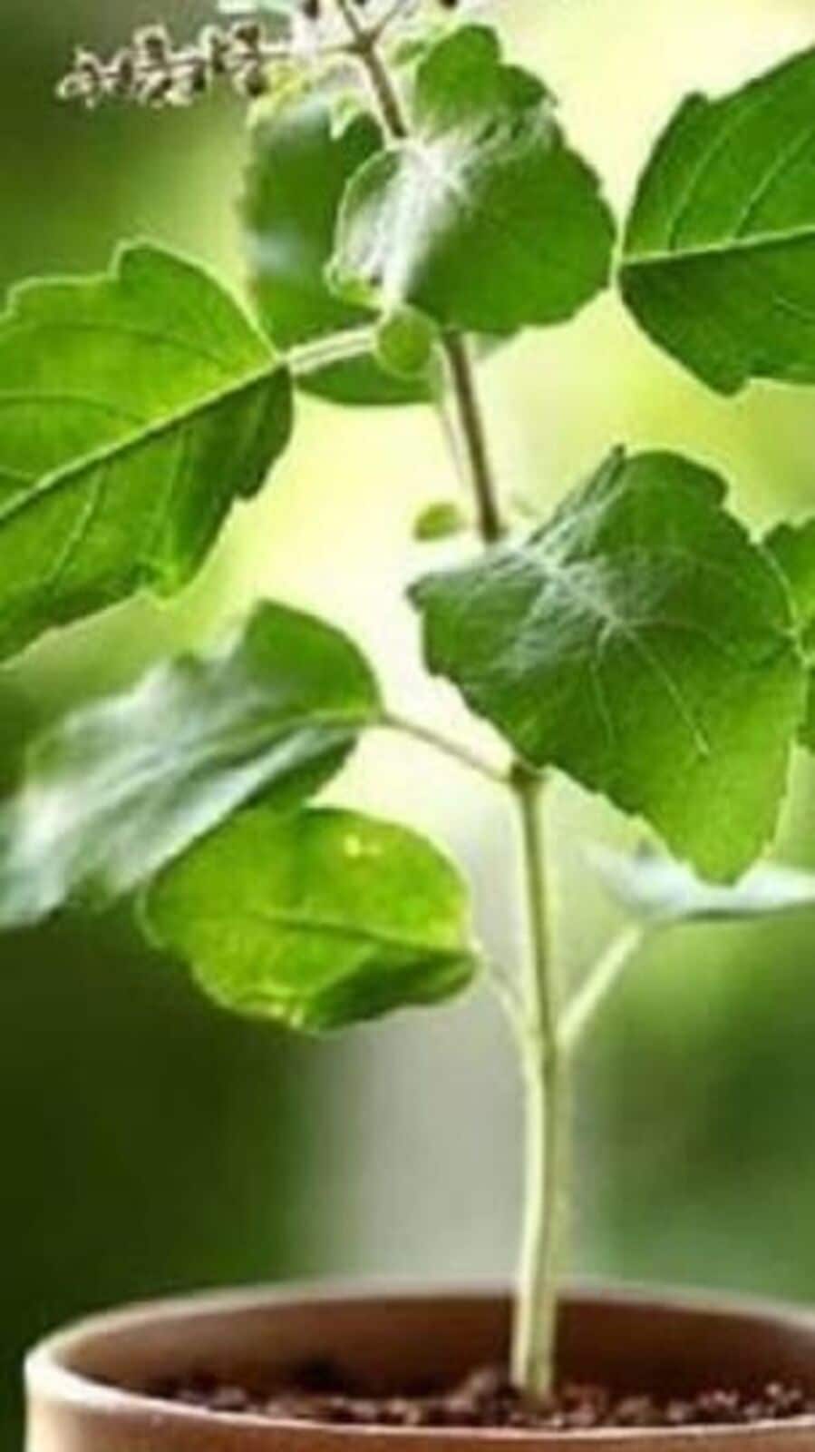 Tulsi Totke: বাড়িতে বাড়ছে রোগভোগ? কর্মস্থলে সমস্যা? তুলসীর এই টোটকা দেখে নিন