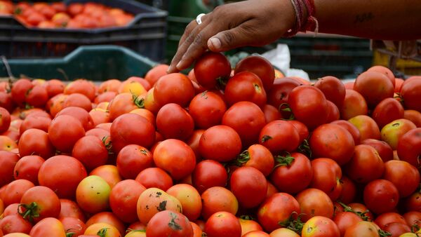 Bouncers to Protect Tomato: দোকানে টমাটো পাহারায় এবার ‘বাউন্সার’ নিয়োগ বিক্রেতার! দামের রকেট গতির পরই সিদ্ধান্ত