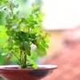 vastu_tulsi_02