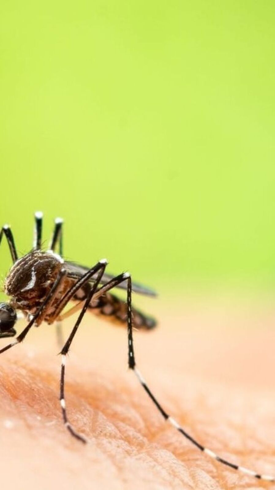 Mosquito Problem: কয়েলে অ্যালার্জি? বর্ষায় মশার উৎপাত থেকে রেহাই পান এই ঘরোয়া উপায়ে