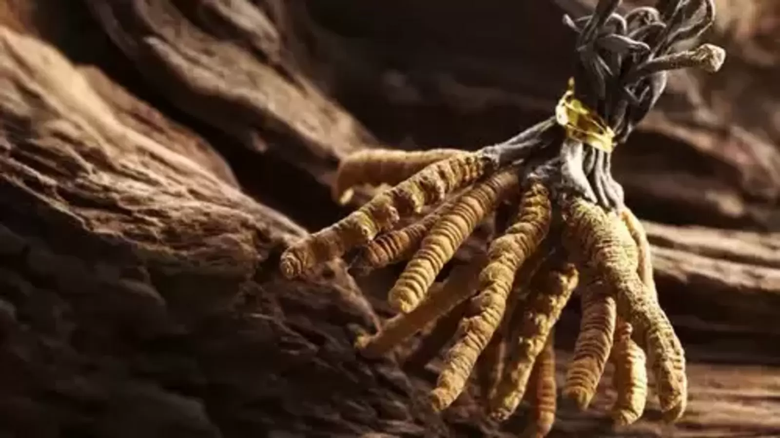 Jinsiy aloqa telekanallari jonli efirda Scooby-Doo multfilmlarining jinsiy porno videolari