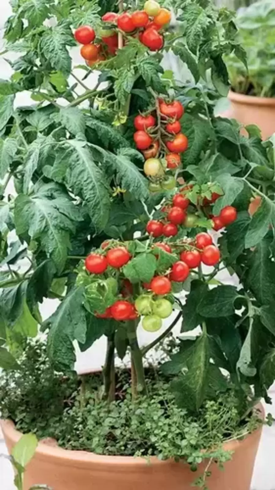 Tomato tree: বাড়িতেই ফলান টমেটো! খরচ বাঁচবে, তেমন পরিশ্রমও নেই