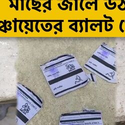<p>মাছের জালে পুকুর থেকে উঠে এল ‘পঞ্চায়েত ভোটের ব্যালট পেপার’, হইচই হাসনাবাদে</p>