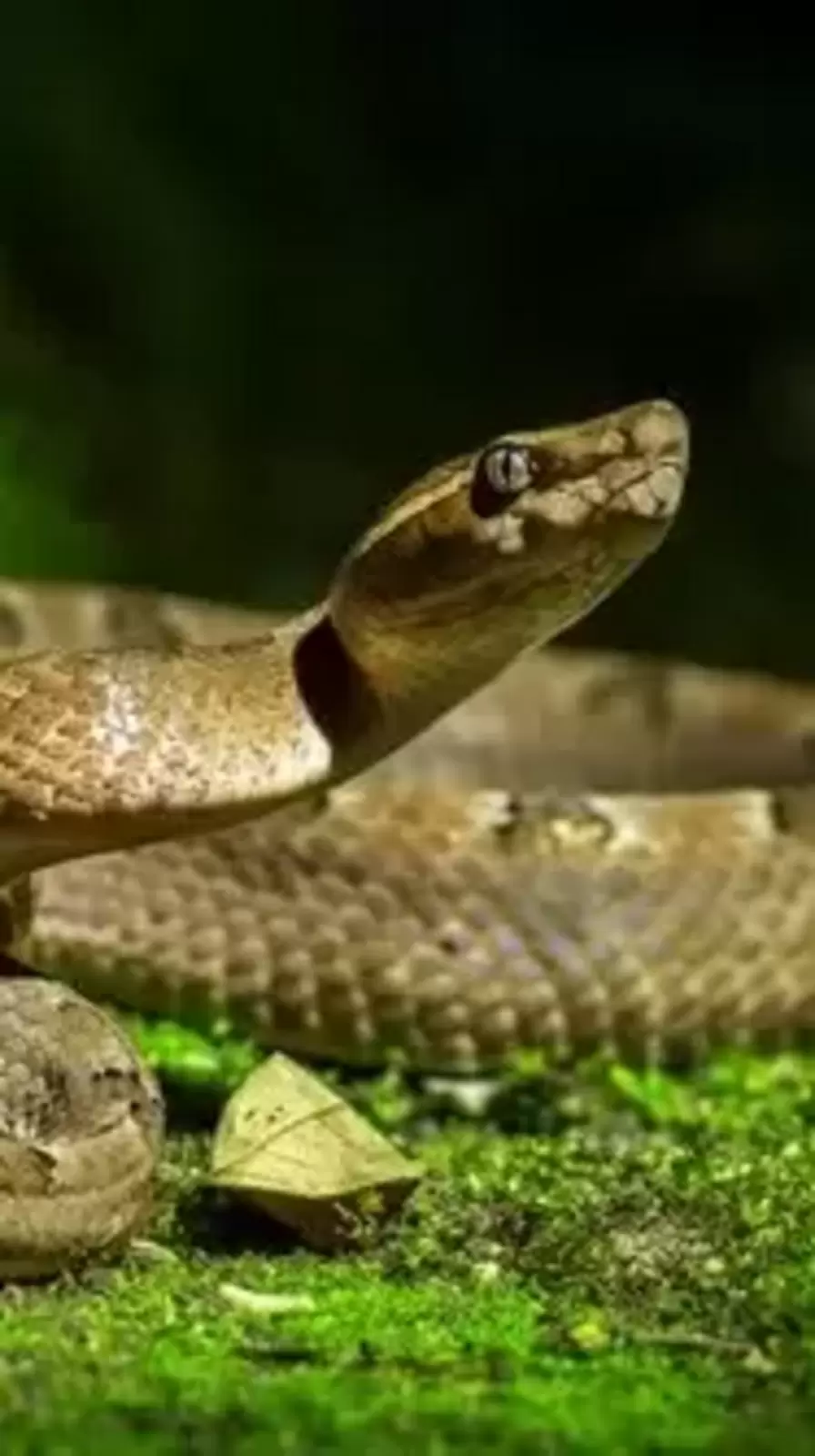 Vietnam Snake Garden: এই দেশের বাগানে চাষ করা হয় বিষাক্ত সাপ! কেন? দেখুন ভিডিয়ো