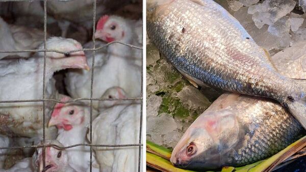 Chicken and Ilish fish Price:দাম পড়ছে দেদার, রবিবার কী থাকবে পাতে, ইলিশ না চিকেন?