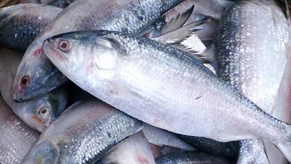 Ilish fish price: ফের দিঘায় উঠল ৪ টন ইলিশ, কতটা কমল দাম?