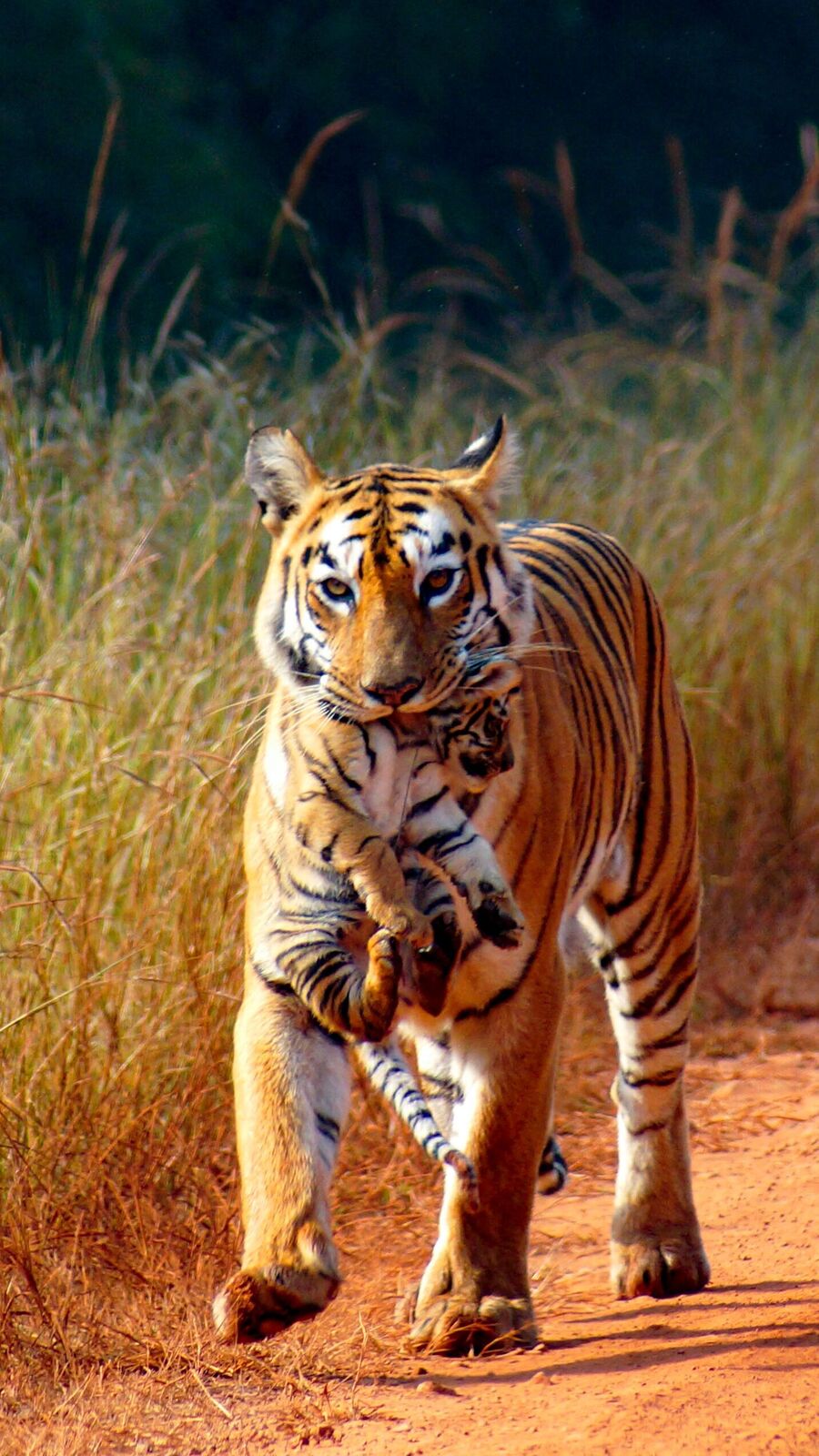 Number of Tigers in India: দেশে বাড়ছে বাঘের সংখ্যা! কেন্দ্র পেশ করল পরিসংখ্যান